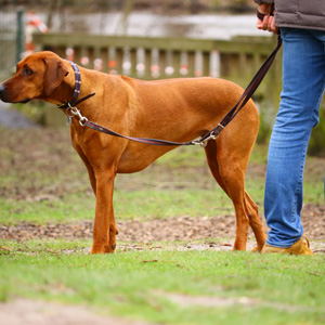 Gentle Journey Home home euthanasia Aftercare options Bereavement Counseling Pet euthanasia process